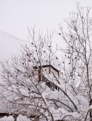 tree full of finches