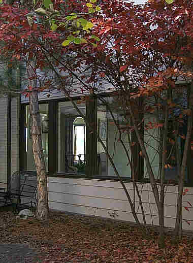 fall leaves in the courtyard