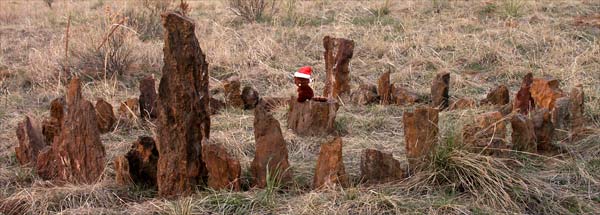 beaver on petrified wood stump