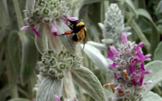 lunch for a bumblebee