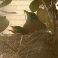 baby robins