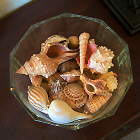 sea shell 01 clipart