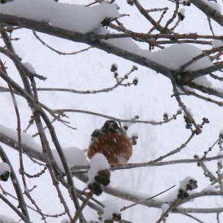 chilled robin