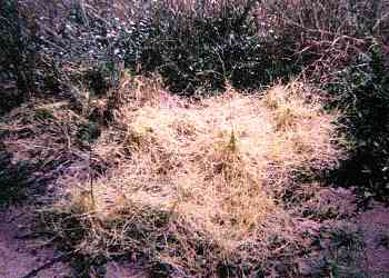 creeping fungus