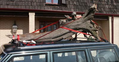 tree on jeep