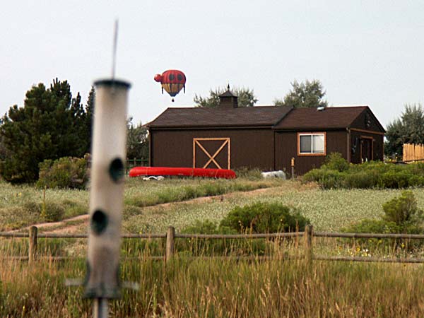 flying ladybug