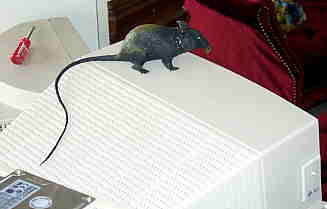 rubber rodents for free internet access