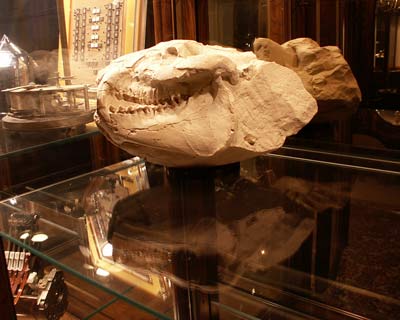 oreodont skull in matrix