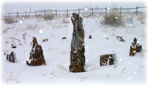 petrified wood