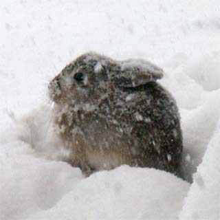 rabbit in the snow