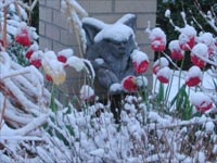 snowy tulips