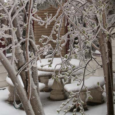 snow covered tree branches