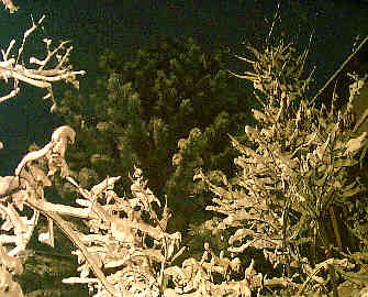 looking at the big pine in the courtyard