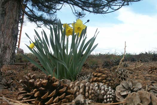 spring daffodil