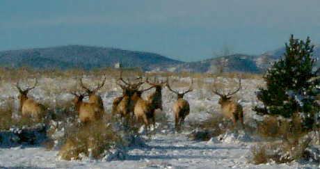 have you herd of bucks, deer?