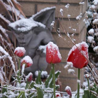 tulips in the snow